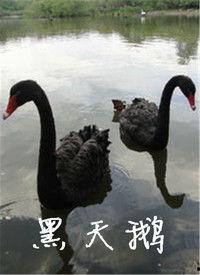 黑天鹅最新爆料视频播放 第3张 黑天鹅最新爆料视频播放 第3张